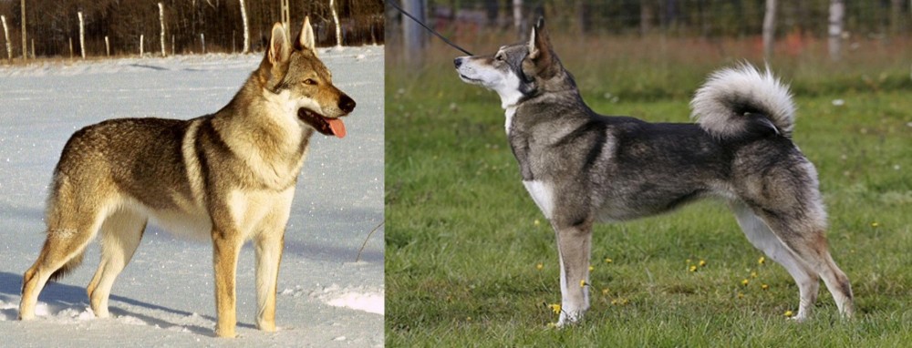 East Siberian Laika vs Czechoslovakian Wolfdog - Breed Comparison