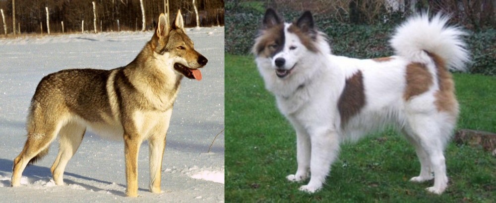Elo vs Czechoslovakian Wolfdog - Breed Comparison