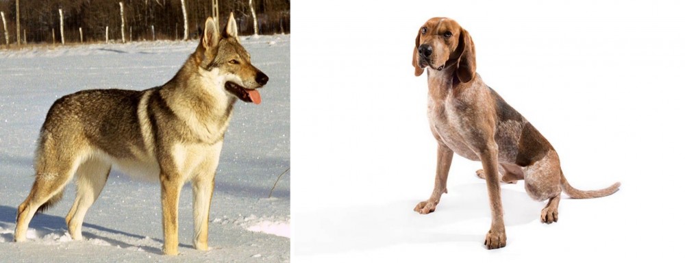 English Coonhound vs Czechoslovakian Wolfdog - Breed Comparison