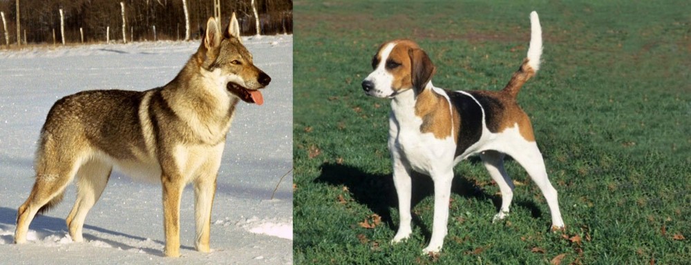 English Foxhound vs Czechoslovakian Wolfdog - Breed Comparison