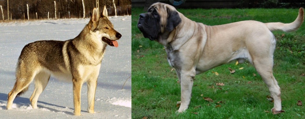 English Mastiff vs Czechoslovakian Wolfdog - Breed Comparison
