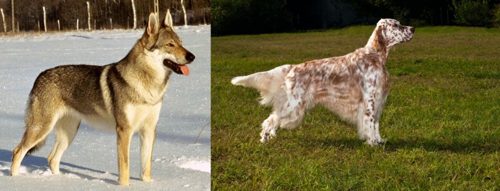English Setter vs Czechoslovakian Wolfdog - Breed Comparison