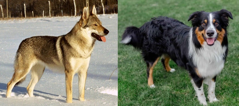 English Shepherd vs Czechoslovakian Wolfdog - Breed Comparison