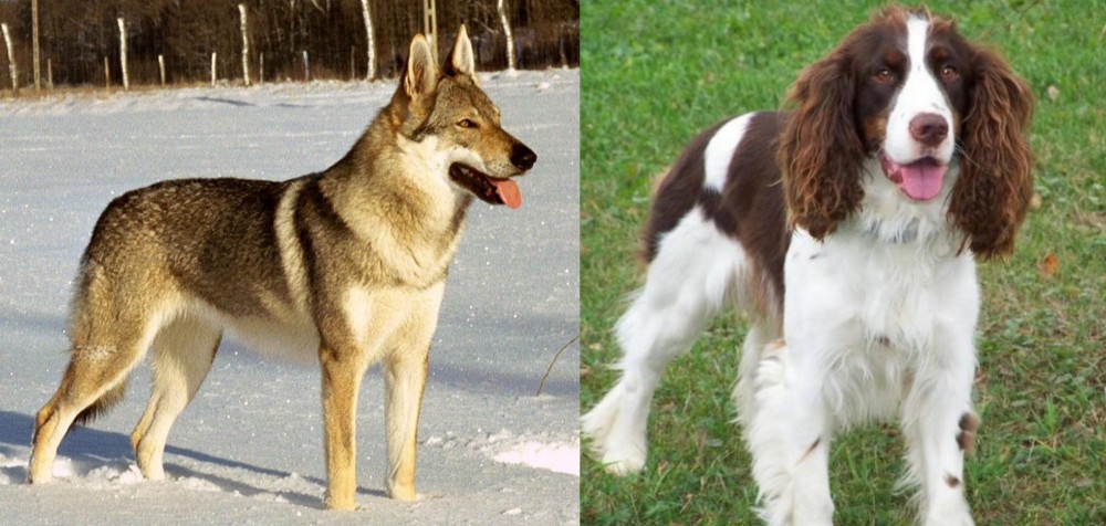 English Springer Spaniel vs Czechoslovakian Wolfdog - Breed Comparison