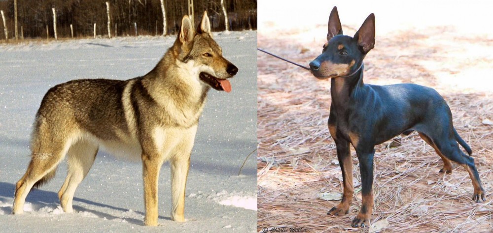 English Toy Terrier (Black & Tan) vs Czechoslovakian Wolfdog - Breed Comparison
