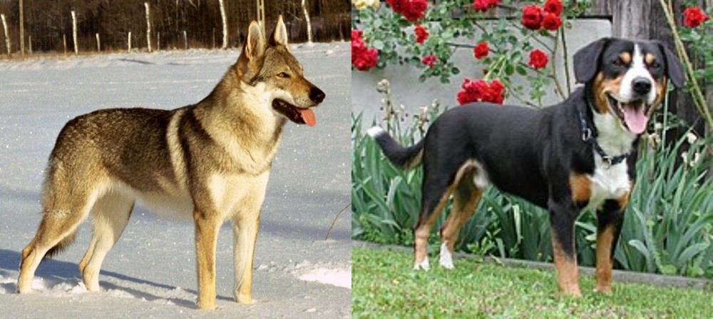Entlebucher Mountain Dog vs Czechoslovakian Wolfdog - Breed Comparison