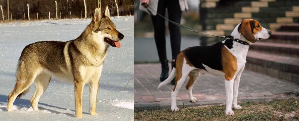 Estonian Hound vs Czechoslovakian Wolfdog - Breed Comparison