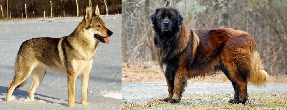 Estrela Mountain Dog vs Czechoslovakian Wolfdog - Breed Comparison