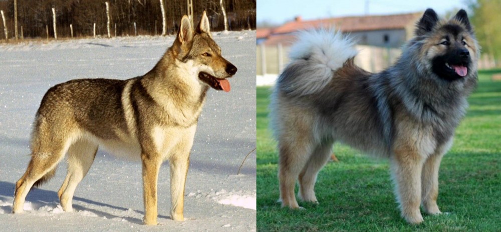Eurasier vs Czechoslovakian Wolfdog - Breed Comparison