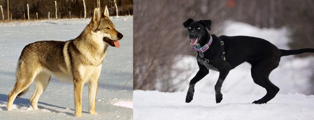 Eurohound vs Czechoslovakian Wolfdog - Breed Comparison