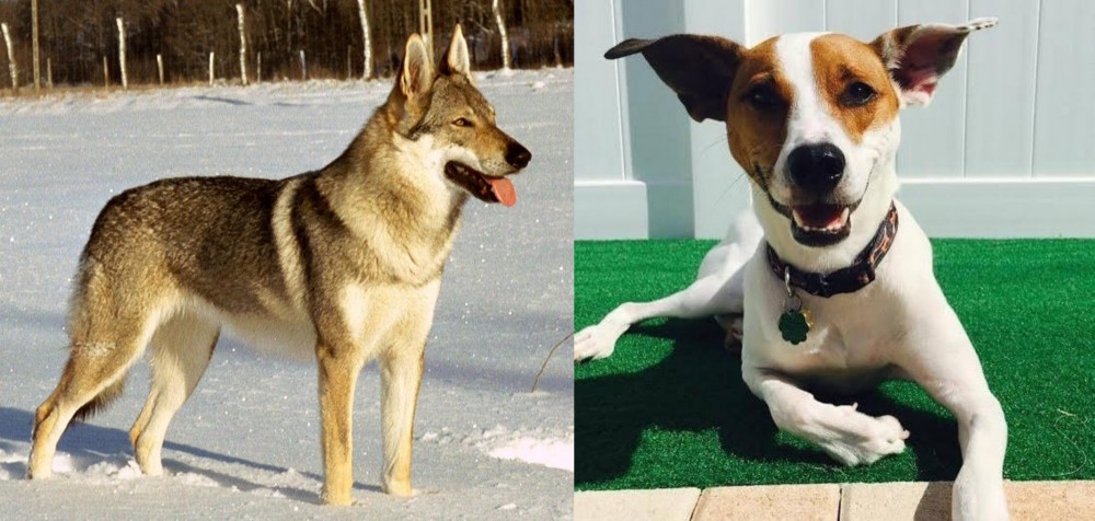 Feist vs Czechoslovakian Wolfdog - Breed Comparison