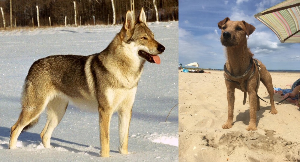 Fell Terrier vs Czechoslovakian Wolfdog - Breed Comparison