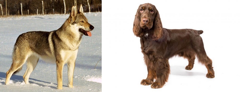 Field Spaniel vs Czechoslovakian Wolfdog - Breed Comparison