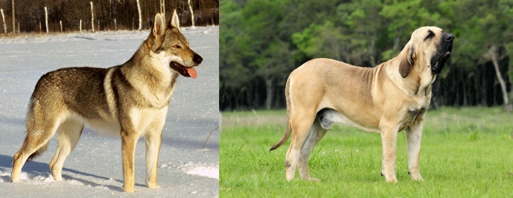 Fila Brasileiro vs Czechoslovakian Wolfdog - Breed Comparison