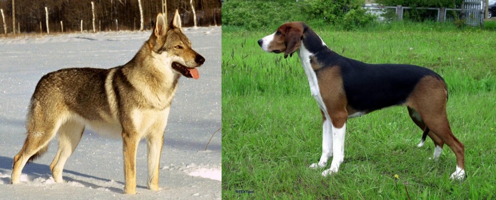 Finnish Hound vs Czechoslovakian Wolfdog - Breed Comparison
