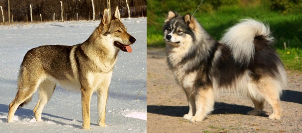 Finnish Lapphund vs Czechoslovakian Wolfdog - Breed Comparison