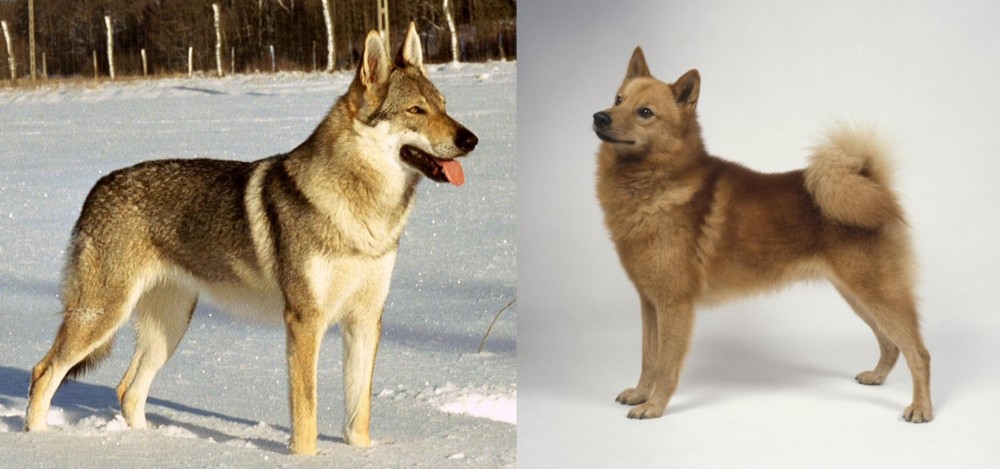 Finnish Spitz vs Czechoslovakian Wolfdog - Breed Comparison