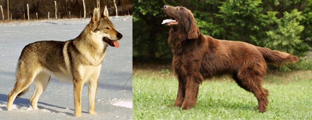 Flat-Coated Retriever vs Czechoslovakian Wolfdog - Breed Comparison