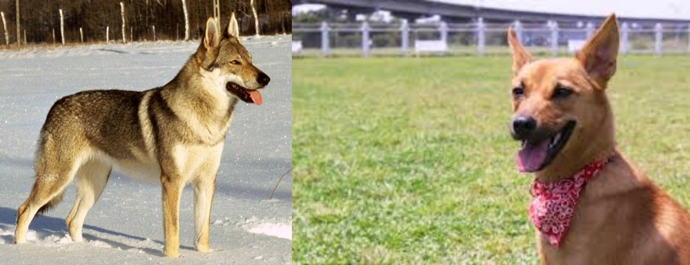 Formosan Mountain Dog vs Czechoslovakian Wolfdog - Breed Comparison