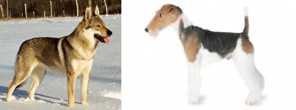 Fox Terrier vs Czechoslovakian Wolfdog - Breed Comparison
