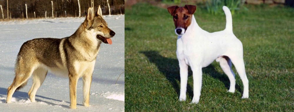 Fox Terrier (Smooth) vs Czechoslovakian Wolfdog - Breed Comparison