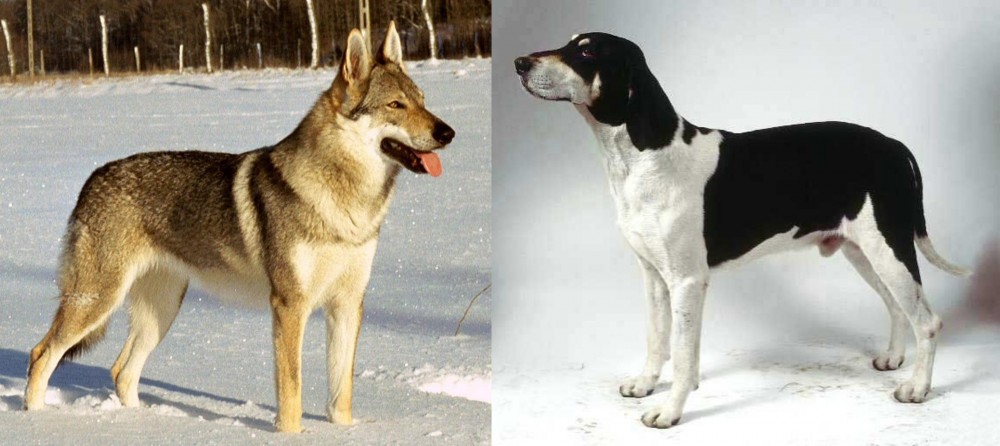 Francais Blanc et Noir vs Czechoslovakian Wolfdog - Breed Comparison