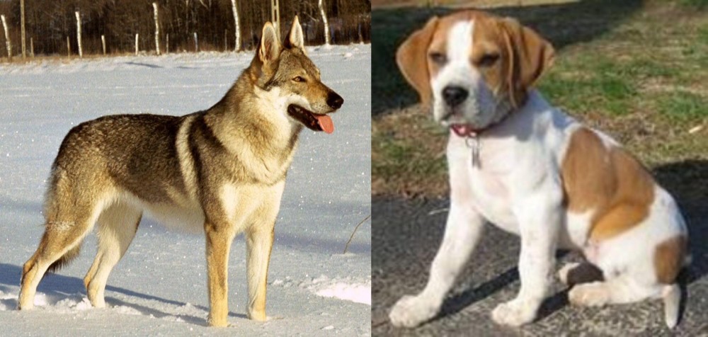 Francais Blanc et Orange vs Czechoslovakian Wolfdog - Breed Comparison