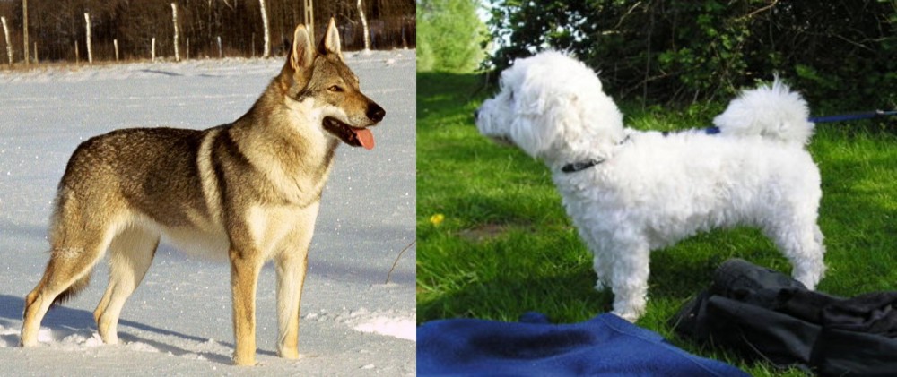 Franzuskaya Bolonka vs Czechoslovakian Wolfdog - Breed Comparison
