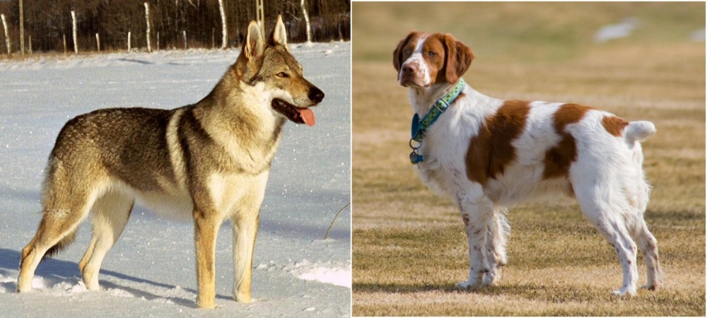 French Brittany vs Czechoslovakian Wolfdog - Breed Comparison