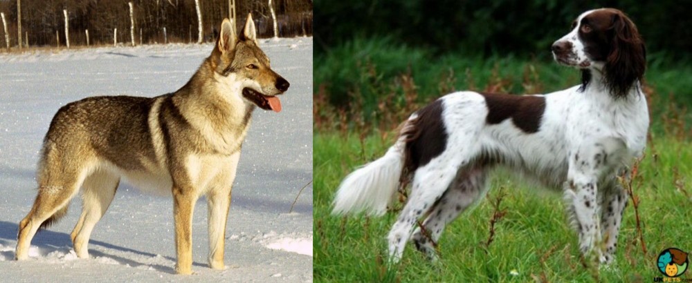 French Spaniel vs Czechoslovakian Wolfdog - Breed Comparison