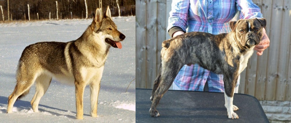 Fruggle vs Czechoslovakian Wolfdog - Breed Comparison