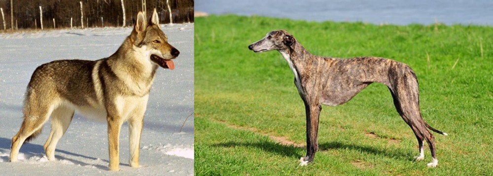 Galgo Espanol vs Czechoslovakian Wolfdog - Breed Comparison