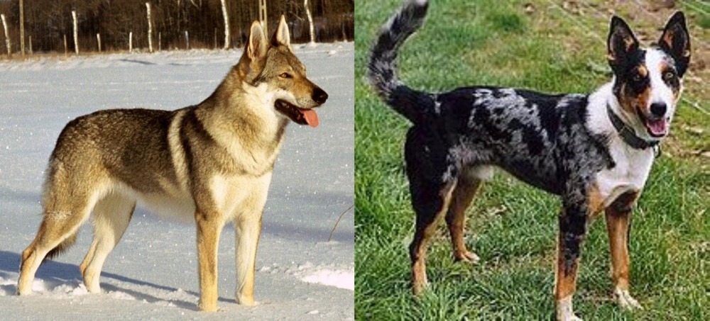 German Coolie vs Czechoslovakian Wolfdog - Breed Comparison