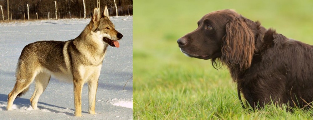 German Longhaired Pointer vs Czechoslovakian Wolfdog - Breed Comparison