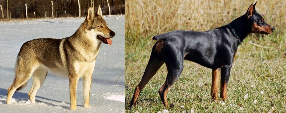 German Pinscher vs Czechoslovakian Wolfdog - Breed Comparison