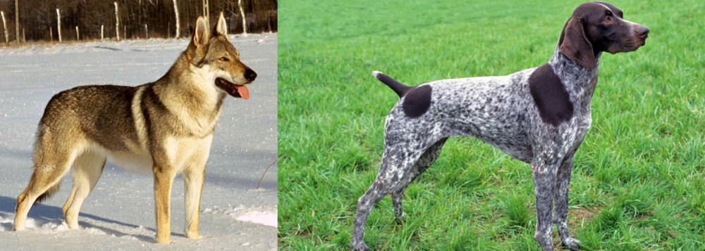 German Shorthaired Pointer vs Czechoslovakian Wolfdog - Breed Comparison
