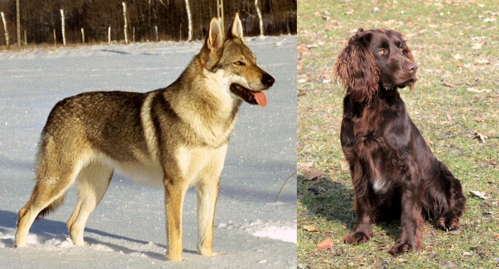 German Spaniel vs Czechoslovakian Wolfdog - Breed Comparison