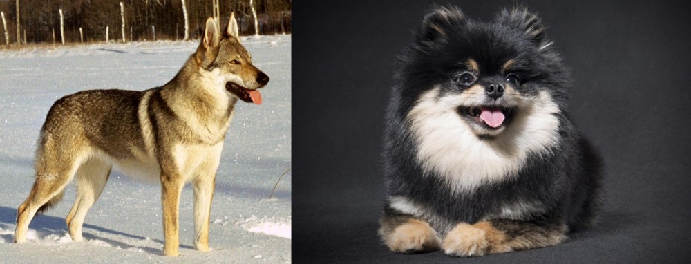 German Spitz (Klein) vs Czechoslovakian Wolfdog - Breed Comparison