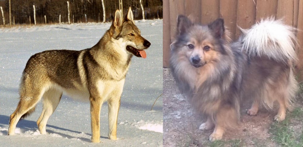 German Spitz (Mittel) vs Czechoslovakian Wolfdog - Breed Comparison