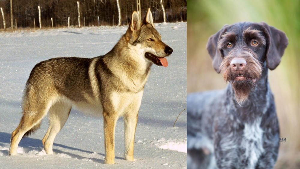 German Wirehaired Pointer vs Czechoslovakian Wolfdog - Breed Comparison