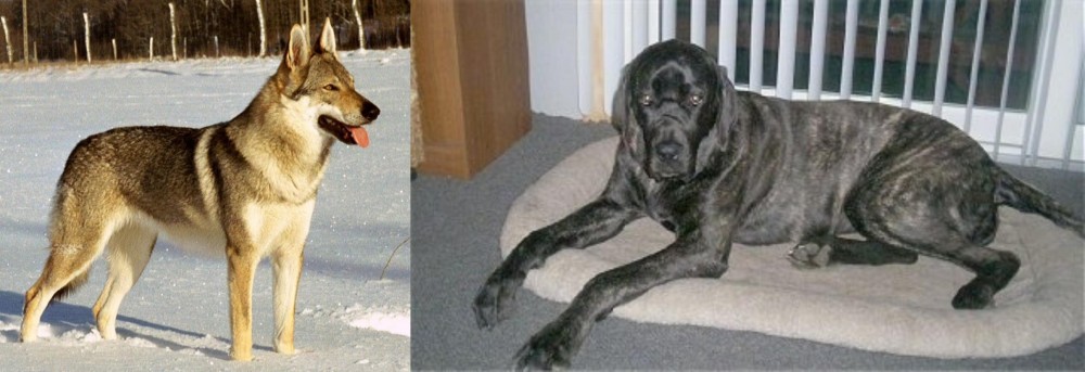Giant Maso Mastiff vs Czechoslovakian Wolfdog - Breed Comparison