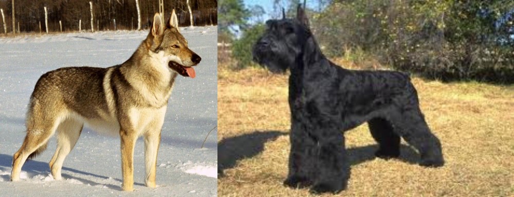 Giant Schnauzer vs Czechoslovakian Wolfdog - Breed Comparison