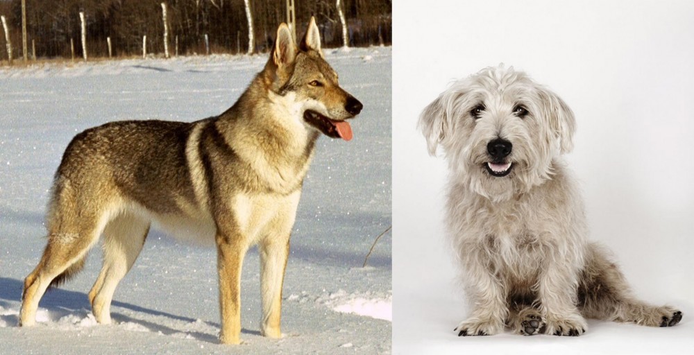 Glen of Imaal Terrier vs Czechoslovakian Wolfdog - Breed Comparison