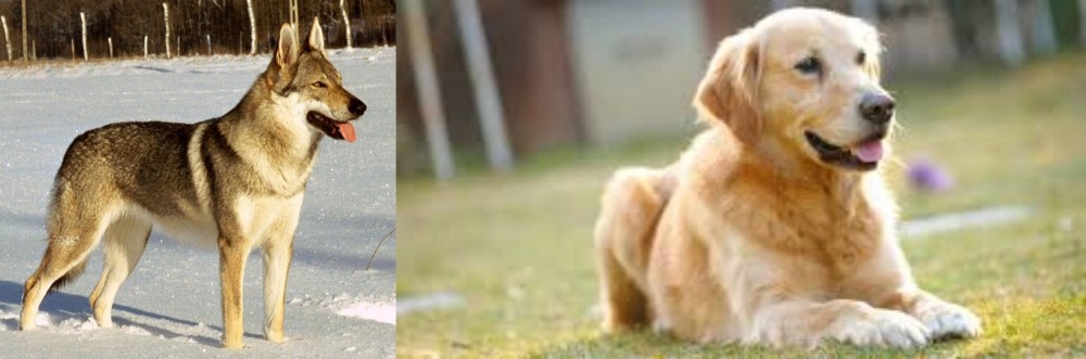 Goldador vs Czechoslovakian Wolfdog - Breed Comparison