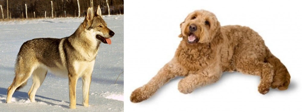 Golden Doodle vs Czechoslovakian Wolfdog - Breed Comparison