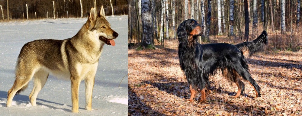 Gordon Setter vs Czechoslovakian Wolfdog - Breed Comparison