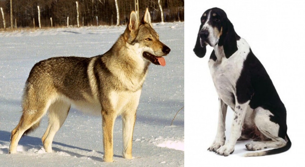 Grand Anglo-Francais Blanc et Noir vs Czechoslovakian Wolfdog - Breed Comparison