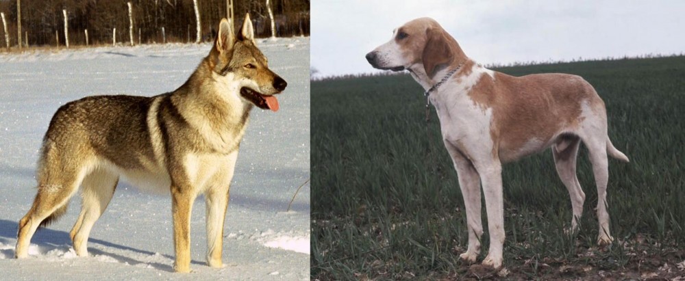 Grand Anglo-Francais Blanc et Orange vs Czechoslovakian Wolfdog - Breed Comparison