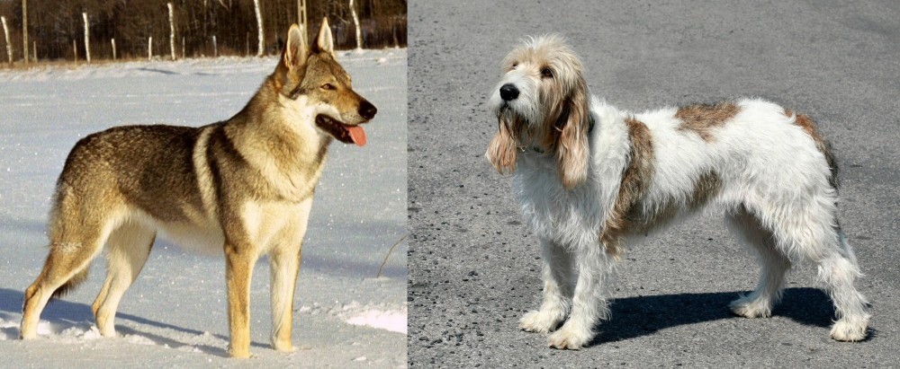Grand Basset Griffon Vendeen vs Czechoslovakian Wolfdog - Breed Comparison
