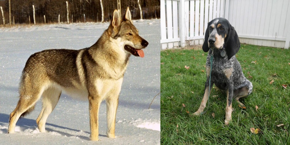 Grand Bleu de Gascogne vs Czechoslovakian Wolfdog - Breed Comparison